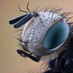insetto disturba segnale fibra ottica scoperta